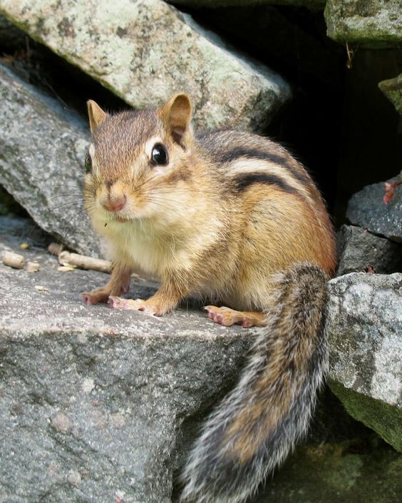 Wildlife Control Pierson