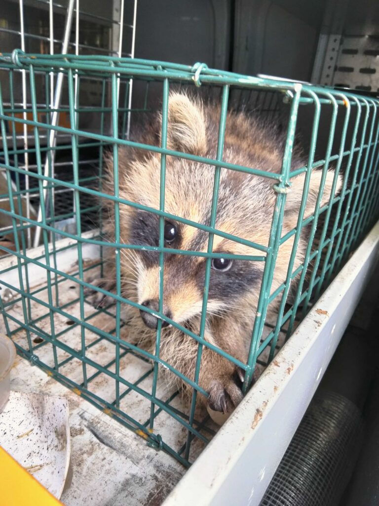Wildlife Control Pierson