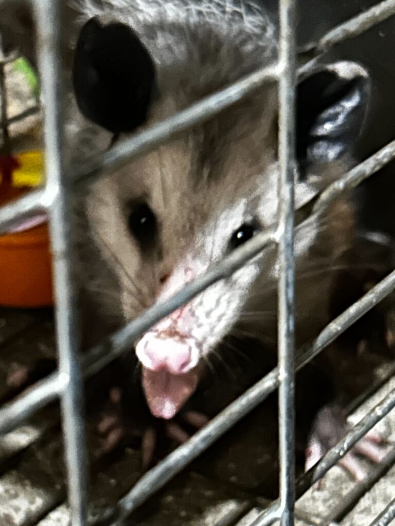 Wildlife Control Pierson