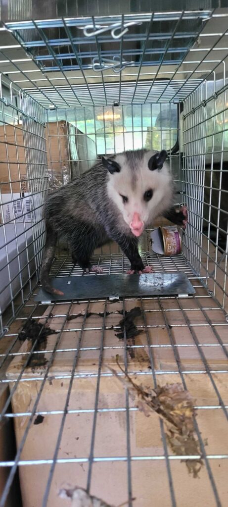 Wildlife Control Pierson